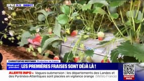 Des gariguettes cultivées hors-sol...Les premières fraises sont déjà là avec deux semaines d'avance