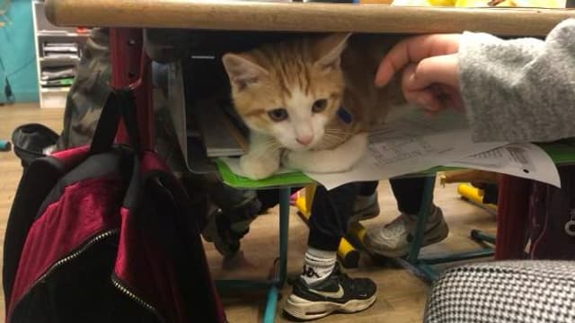 Un chaton dans le casier d'une élève de l'école d'Eguzon-Chantôme (Indre) .