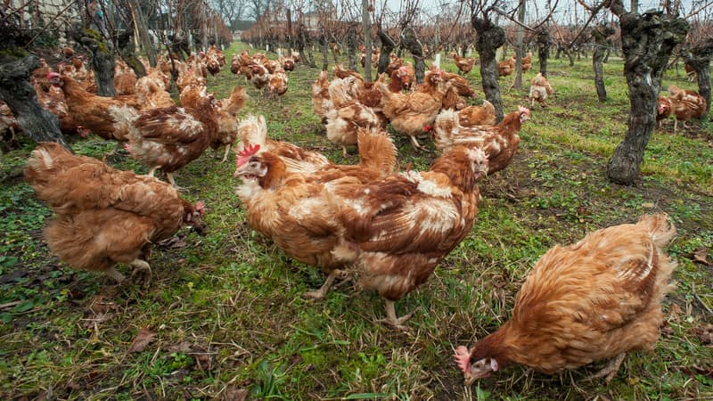 Quarante-cinq communes des Ardennes ont été placées sous surveillance après la détection d'un foyer épidémique de grippe aviaire dans les Ardennes (illustration)