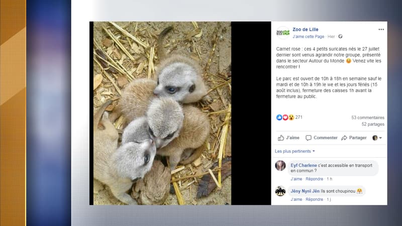Les bébés suricates nés le 27 juillet.