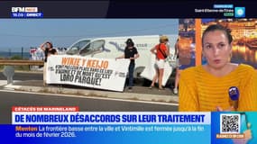 Cétacés de Marineland : de nombreux désaccords sur leur traitement 