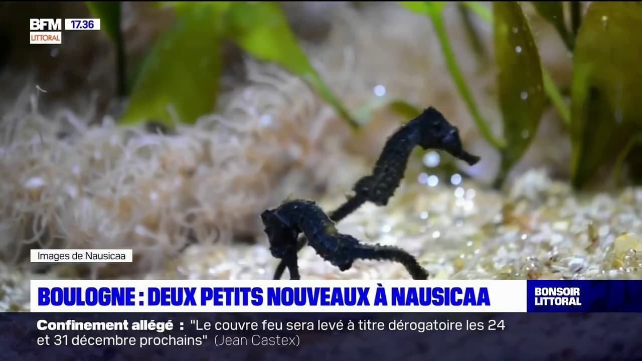 Boulogne-sur-Mer : 4 bébés d'une espèce en danger d'extinction sont nés à  Nausicaá