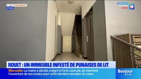 "Je ne dors plus depuis des mois": à Marseille, les punaises de lits ont élu domicile dans un immeuble de la ville