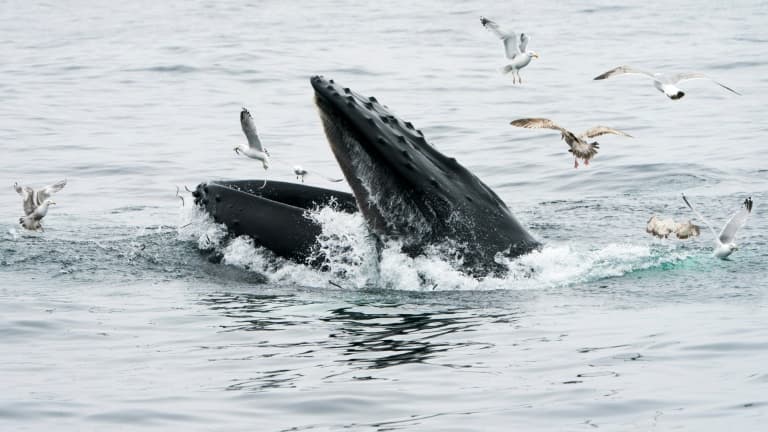 Photo of Un pescador sano y salvo después de ser «tragado» por una ballena en la costa de Massachusetts