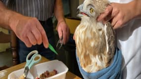 Antibes: le rapace tombé sur la terrasse d'un restaurant soigné à Saint-Cézaire-sur-Siagne
