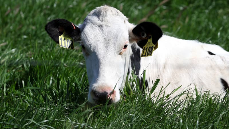 Royaume-Uni: une vache en fuite percutée volontairement par un véhicule de police, un ministre indigné