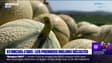 St-Michel-L'observatoire : les premiers melons sont récoltés 