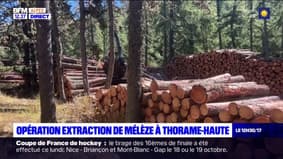 Alpes-de-Haute-Provence: opération extraction de mélèze à Thorame-Haute