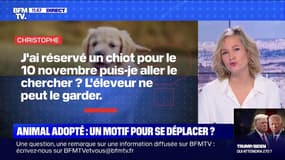 Animaux adoptés, colis à récupérer.. quels sont les motifs de déplacement valables ?