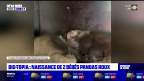 Dunkerque: naissance de deux pandas roux au parc Bio-Topia