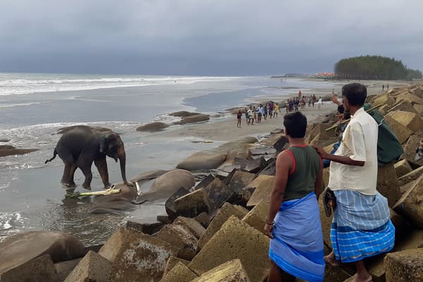 Deux éléphants sauvages d'Asie ont été conduits en sûreté mercredi après quatre jours de calvaire, sans nourriture, sur une plage du Bangladesh où, venus de Birmanie, ils s'étaient égarés en raison d'une route migratoire bloquée.