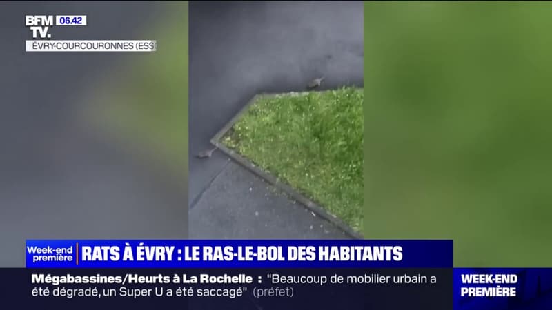 Rats à Évry-Courcouronnes: le ras-le-bol des habitants