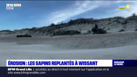 Pas-de-Calais: la mairie de Wissant récupère les sapins de Noël pour lutter contre l'érosion