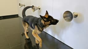 Le chien renifleur Rox participe à un entraînement à la détection du Covid-19 à partir d'échantillons de sueur dans un établissement de Beyrouth, la capitale du Liban, le 18 février 2021
