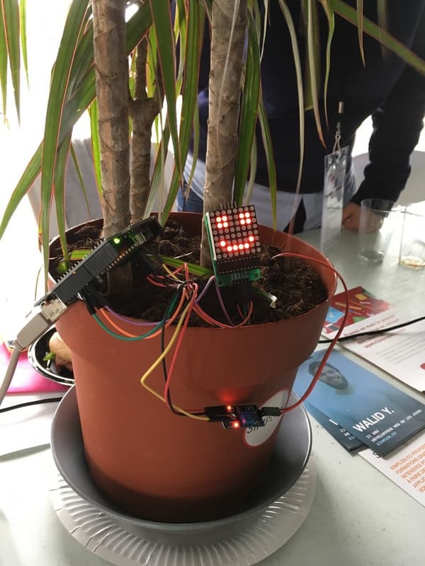 Une plante connectée. Une plante connectée.