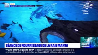 Découvrez les coulisses des cuisines de Nausicaa, le plus grand aquarium d'Europe