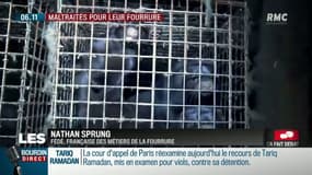 Faut-il interdire les élevages à fourrure?