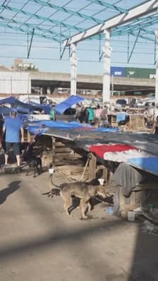  Au Brésil, des milliers de chiens ont été recueillis dans ce refuge après les inondations 