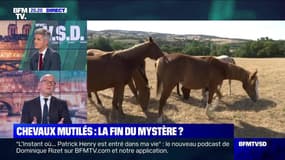 Chevaux mutilés: La fin du mystère ? - 11/12