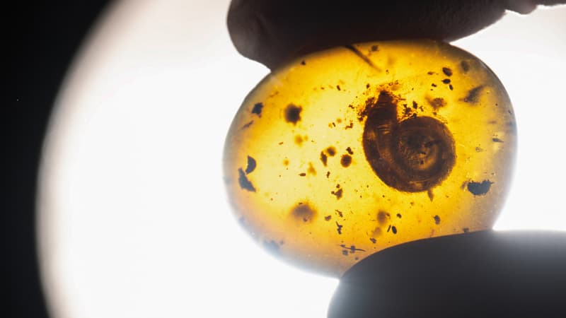 Un escargot fossile vieux de 99 millions d'années, "contemporain des dinosaures" et dont la coquille est dotée de "poils courts et hérissés", a été découvert en novembre dernier et sera exposé au Musée d'histoire naturelle de Colmar. 