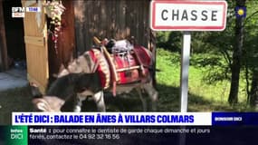 L'Été DICI: balade en ânes à Villars-Colmars