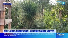 Nice : quels arbres sur la future coulée verte ? Le jardin sera inauguré ce samedi