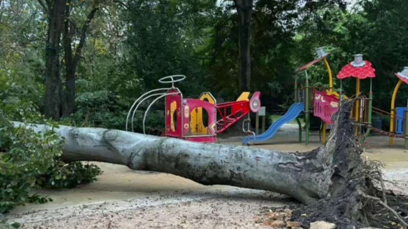 Dépression Kirk: un arbre de 15 mètres tombe à proximité d'un enfant au parc Montel à Lyon (1/1)