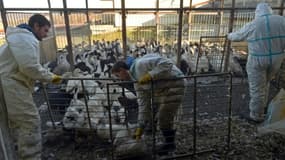 Un élevage de canards dans une ferme avant leur abattage le 6 janvier 2017 à Belloc-Saint-Clamens dans le Sud-Ouest