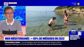 Un site Internet pour recenser la présence des méduses en mer Méditerranée