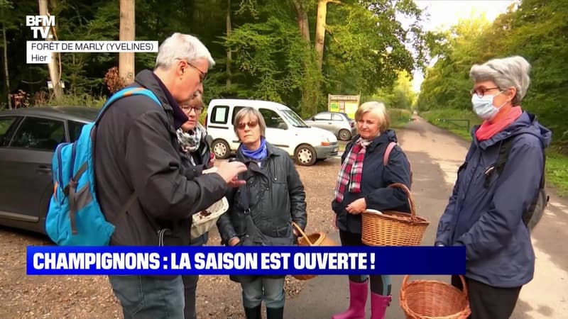 Champignons : la saison est ouverte ! - 30/09