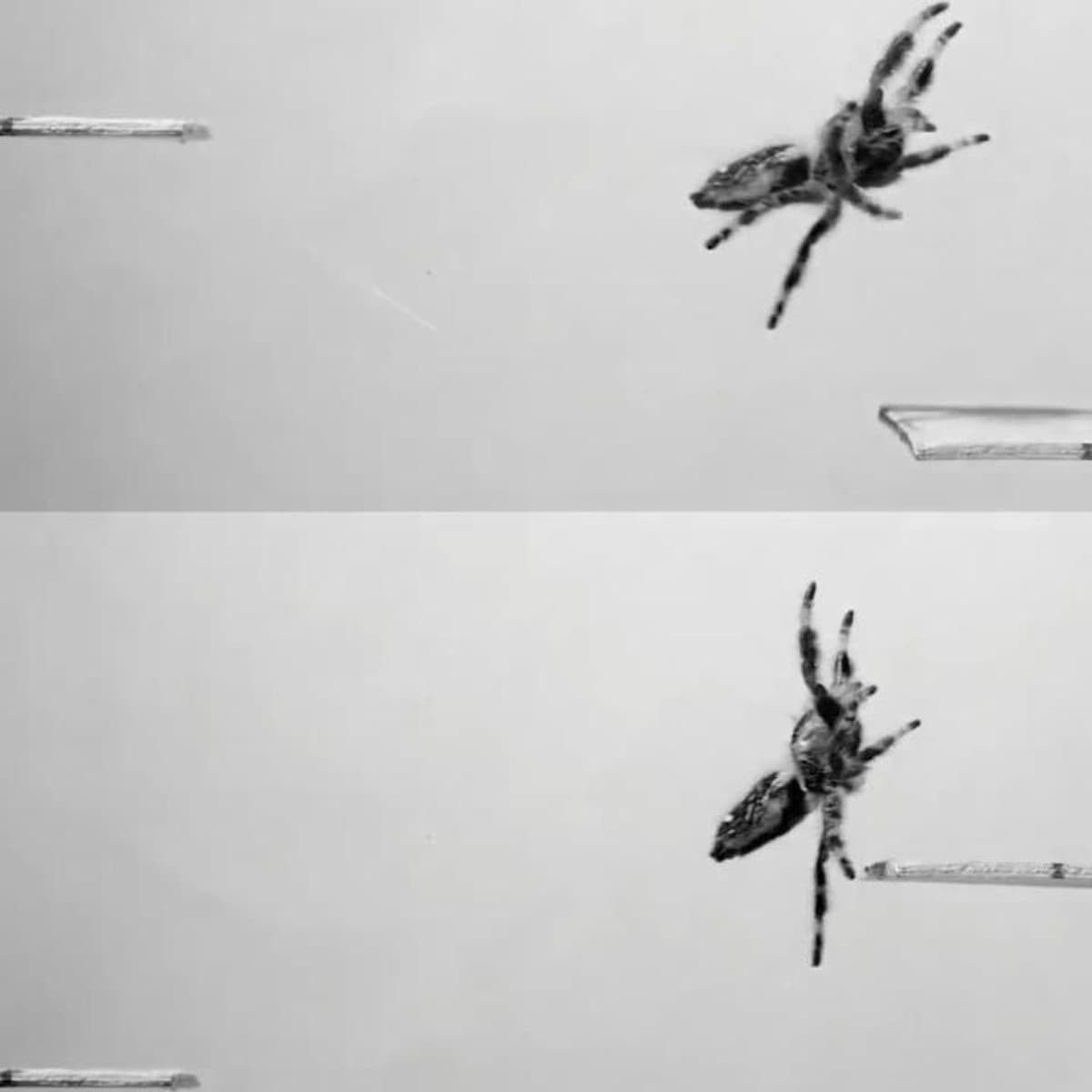 placeholder video