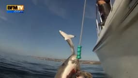 Un petit requin vole la vedette à un grand requin blanc