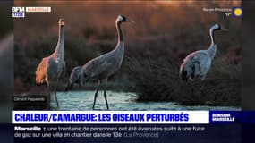 Camargue: les oiseaux de plus en plus perturbés par la chaleur