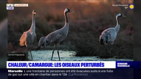 Camargue: les oiseaux de plus en plus perturbés par la chaleur