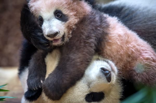 Yuan Meng et sa mère Huan Huan, le 12 janvier 2018 au zoo de Beauval. 