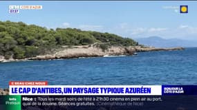 "C beau chez nous": balade sur le sentier du Cap d'Antibes