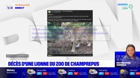 Manche: la lionne Cibelle meurt à l'âge de 20 ans au zoo de Champrepus