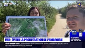 Var: une application pour signaler la présence de l'ambroisie, une plante au pollen hautement allergisant