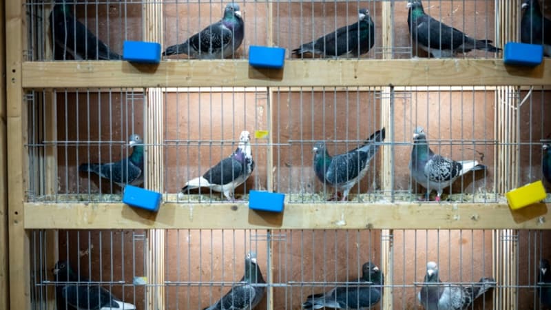 Avant les drones, les pigeons voyageurs étaient des aides précieuses en temps de guerre