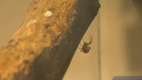 La fausse veuve est une araignée qui mesure seulement quelques millimètres mais dont les piqûres peuvent être dangereuses.