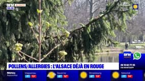 L'Alsace déjà en alerte rouge sur la carte des allergies aux pollens