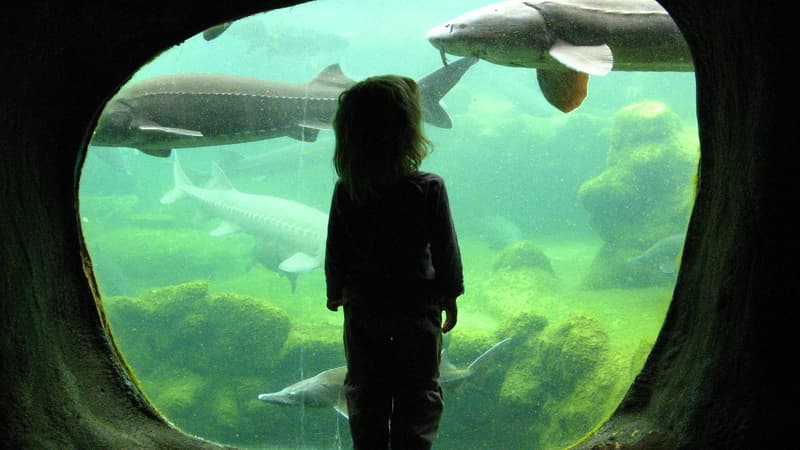 Une fillette de 4 ans oubliée au zoo - Jeudi 7 avril 2016