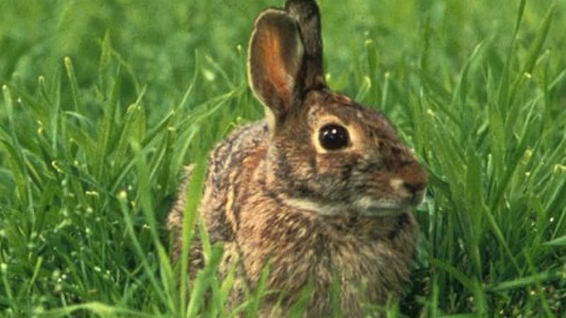 La gendarmerie a pour l’heure recensé 15 faits avec une centaine d’animaux qui ont été abattus chez une dizaine de particuliers.