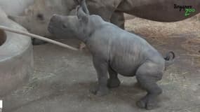 Un rhinocéros blanc est né au zoo de Singapour