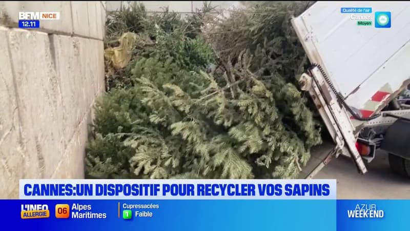Sapins de Noël à Cannes