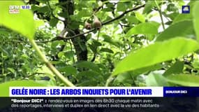 Gelée noire: les arboriculteurs sont inquiets pour leurs vergers