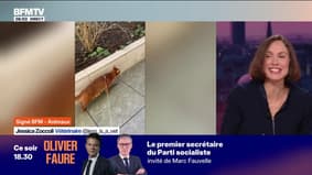 Tenir son chat en laisse, une bonne idée?