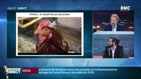 Un renard tué... par des poules en Bretagne