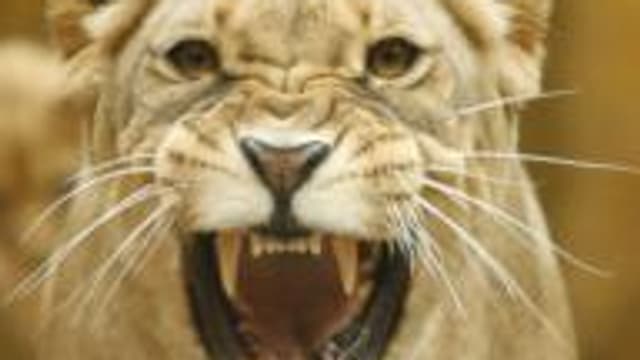 Une Fillette Grievement Griffee Par Une Lionne