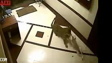 Capture vidéo du félin filmé en train de s'attaquer à un chien.